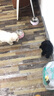 冠邦 狗粮幼犬狗粮 宠物主粮泰迪比熊金毛萨摩全犬种通用宠物主粮 幼犬5kg 实拍图