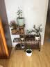 华观家居（Home Giving Furniture）可移动手推花架实木多层落地式花盆架子木质盆景阳台客厅室内多肉 经典款碳色中号带轮 实拍图