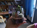绿荫巷子多肉植物仙人掌盆栽肉肉室内桌面创意绿植小盆栽带盆 【沙漠角植物一套】火山瓶含摆件 实拍图