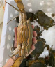 【活蟹】掌昕鲜三门青蟹 公母对蟹（8-9两/只）2只 生鲜活螃蟹海鲜水产送礼盒非帝王蟹 实拍图