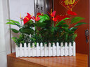 木栅栏仿真花套装仿真绿植红掌假花客厅装饰假植物落地窗台盆栽隔断摆设 50厘米矮款红掌备注颜色 实拍图