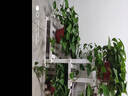 华观家居（Home Giving Furniture）多层实木花架阳台置物架室内花架子客厅落地式多肉绿萝花盆植物架 A款白色 实拍图