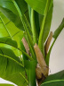 悠梵萌仿真绿植盆景芭蕉树客厅大盆栽室内摆件大型假树造景植物150cm 晒单实拍图