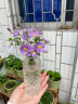 掬涵 小型复古玻璃器皿欧式花瓶花器透明干花插花水培客厅装饰摆件 D（5.3*13cm） 实拍图