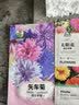 绿林花语矢车菊种子重瓣混色耐寒四季花卉种子庭院室内外阳台盆栽约500粒 实拍图