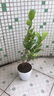 盆栽茶花苗 山茶花苗绿植花卉盆栽四季好养茶花树苗盆栽耐寒花卉观花植物室内花卉绿植开花不断 不含盆 锦上添花 2年苗 实拍图
