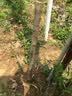欧悟【买2颗送1颗】嫁接车厘子树苗大樱桃树苗盆栽果树苗木南北方种植 拉宾斯车厘子树苗 6年苗当年结果 实拍图