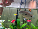 云峰海瑞 观赏鱼活体中小型热带鱼红绿灯鱼淡水水族鱼宠物接吻鱼虎皮鱼 曼龙全家福套餐（共6条） 实拍图