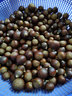 采缇高山油锥栗生新鲜板栗建瓯本地甜糯油栗子圆椎榛子野生小毛栗批发 圆锥特大果 老顾客5斤装 实拍图