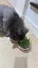 贪吃马贪吃马猫草罐装小麦燕麦黑麦猫草种子猫薄荷去毛球猫咪零食磨牙洁 罐装春季猫草*2 实拍图