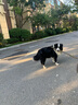 宝路狗粮 训养场成犬全犬种20kg 实拍图