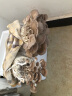 花e流 食用菌棒菌种菌包平菇食用蘑菇农产品蘑菇菌种植多肉植物阳台 平菇袋装 实拍图