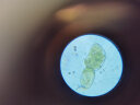 TOUCH BGLN光学双目显微镜50000倍高清高倍可看细菌小学生专用儿童六一礼物 标准版2000倍+标本+卡尺+托盘 实拍图
