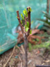 竺庭嫁接蜂蜜李子树苗脱骨脆李果树苗南北方种植蜂糖李嫁接苗当年结果 2年苗【5棵】 实拍图