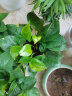 九千谷绿萝盆栽办公室花卉绿植盆景植物新房家用白盆4盆装源头直发 实拍图