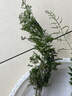 文竹苗大小文竹室内盆栽桌面花卉绿植花卉盆景 四季常青植物 小苗3棵4-8分叉 实拍图