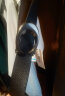 蔻驰（COACH）男士皮带奢侈品皮质C暗扣宽版腰带CQ013Q【品牌直供】 晒单实拍图