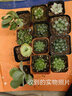 墨一玉露多肉植物带盆栽好蓝镜玉露办公室桌面盆栽植物花卉教师节礼物 琥珀玉露 带盆栽好 实拍图
