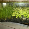 正楷水草种子鱼缸水草生态缸水草水培植物种子大对叶种子造景水草鱼缸 小牛毛种子 实拍图