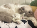 佩玛思特猫粮 深海鱼鸡肉系列 成猫幼猫低敏猫主粮 佩玛斯特 毛发管理成猫粮2kg 实拍图