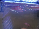 银龙鱼活体大中型热带观赏鱼鱼缸宠物淡水风水鱼发财鱼金龙鱼 14-16cm银龙3条 实拍图