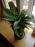 花竹恋杜鹃花四季开花盆栽花卉绿植阳台办公室红掌室内盆栽盆景大型绿植 一帆风顺白掌 含盆栽好发货高度40厘米左右 实拍图