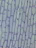 宝视德（bresser）59-84602 显微镜配件 显微镜生物标本玻片 儿童学生科普教学 微生物动植物昆虫切片50片装 实拍图