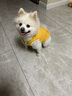宠它星球狗狗衣服秋冬款猫咪泰迪小狗比熊冬季牵引幼犬棉衣秋季马甲西高地 桔色-菱形纹可牵引棉衣 2XL【推荐12-18斤】加厚保暖 实拍图