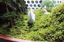 宜品达苔藓微景观青苔植物鲜活白发藓创意小盆栽雨林缸diy盆景假山装饰 风干（双层）一盒 实拍图
