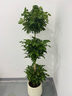 植季幸福树盆栽植物办公室内好养盆景净化空气吸甲醛大型绿植客厅摆放 三层幸福树1.5-1.7m米白聚宝盆 实拍图