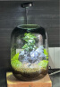 丘辰生命之树青苔藓微景观生态瓶办公室内桌面绿植DIY造景观摆件礼物 消息树 晒单实拍图