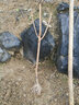 蓝馨花苑嫁接柚子树苗南方北方种植盆栽地栽阳台庭院果树苗柚子苗当年结果 红心蜜柚 4年苗 当年结果 实拍图