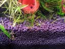 尼特利 水草泥底沙黑棕土种植土硬水软水通用版 尼特利基肥500毫升（约90cm缸用） 实拍图