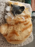 亦趣仿真猫玩偶会叫小猫咪毛绒玩具摆件可爱猫咪公仔儿童生日礼物 会叫橘花猫咪+毛绒垫子 实拍图