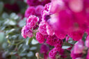 中一（zhongyi） 中一光学 85mm F2.0全画幅人像手动对焦镜头EF\AI\FE\FX 尼康口-黑色 标配 实拍图