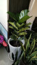 琴叶榕树苗办公室大型绿植盆栽绿色观叶植物盆景花卉 精品独杆40-50厘米高 不含盆 晒单实拍图