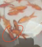 易萌 金鱼活体冷水鱼观赏鱼水族宠物活体鱼红草金鱼淡水鱼苗 5-6cm 20条 实拍图