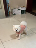 昙蓓漫猫咪衣服防掉毛夏季猫咪狗狗衣服宠物衣服幼猫中小型犬春秋衣服 粉色熊熊头(L码建议6-8斤) 【猫狗通用/透气舒适】 实拍图