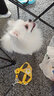嬉皮狗（hipidog）小狗狗牵引绳背心式小型幼犬泰迪比熊博美网红胸背带狗链子遛狗绳 黄色太阳花【活力四射】 M（适用4-10斤）轻盈0负担出游 实拍图
