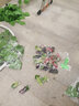 八千城仿真绿植藤条葡萄叶水管道装饰塑料假花葡萄藤蔓物叶子吊顶装饰 葡萄串24粒5串装（颜色随机） 实拍图