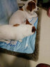 多可特（D-cat）宠物冰垫 猫咪狗狗垫子猫狗窝小中大型犬夏季防水耐咬降温凉睡垫 L-69*90-建议20斤以内 实拍图