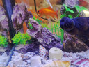 森森（SUNSUN） 鱼缸水族箱金鱼缸带灯鱼缸过滤器玻璃鱼缸桌面鱼缸 黑色 高清玻璃HR-230+造景一（带18件） 实拍图