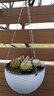 竹编吊篮花盆塑料树脂圆形悬挂式花盆创意绿萝吊兰花盆 白色 (带定植篮款) 中 实拍图
