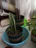 龙骨植物花卉盆栽 三角霸王鞭紫 青色龙骨仙人多肉吸甲醛 青龙骨3-5分叉 不含盆 实拍图