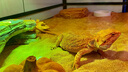 REPTIZOO陆龟饲养箱爬宠缸鬃狮变色龙蜥蜴守宫玻璃爬缸爬虫箱【RK饲养缸】 90x45x32CM【RK0118】 实拍图