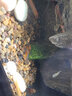 云峰海瑞清洁鱼活体热带鱼观赏鱼水族宠物工具鱼垃圾鱼老鼠鱼鱼缸除藻 除油膜专家龙须灯   6条 实拍图