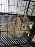 蔻丝兔笼子家用室内专用兔笼子大号加粗方管兔笼养兔子窝兔子笼子 【78_55_100】大双层 带阁楼 实拍图