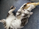 猫玩具 逗猫棒激光笔猫抓板猫转盘球宠物逗猫咪玩具套装 鲤鱼小号20cm 实拍图