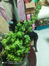 家中有果桌面花卉绿植盆栽 造型盆景 金枝玉叶  多肉植物盆景 竹叶陶瓷盆含金枝玉叶 不含盆 实拍图