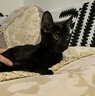 小毛豆猫条成幼猫鸡肉三文鱼肉泥零食营养猫湿粮成猫零食肉肉条湿粮包 【超值回购】兔肉 15g*30支 实拍图